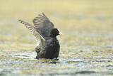 Image. Eurasian Coot