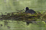 Image. Eurasian Coot