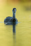 Image. Eurasian Coot