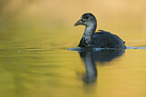 Image. Eurasian Coot