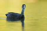 Image. Eurasian Coot