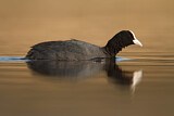 Image. Eurasian Coot
