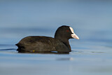 Image. Eurasian Coot