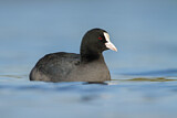 Image. Eurasian Coot