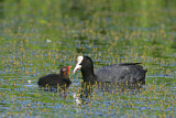 Image. Eurasian Coot