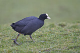 Image. Eurasian Coot