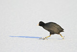 Image. Eurasian Coot