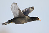 Image. Eurasian Coot