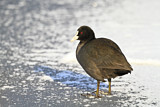 Image. Eurasian Coot