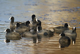 Image. Eurasian Coot