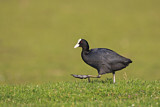 Image. Eurasian Coot