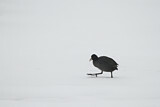 Image. Eurasian Coot