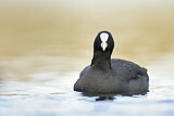 Image. Eurasian Coot