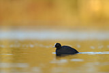 Image. Eurasian Coot