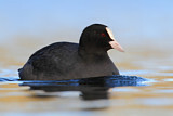 Image. Eurasian Coot