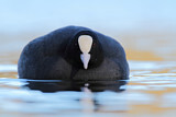 Image. Eurasian Coot