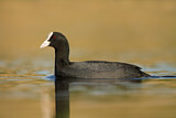Image. Eurasian Coot