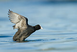 Image. Eurasian Coot