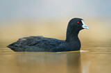 Image. Eurasian Coot