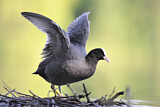 Image. Eurasian Coot