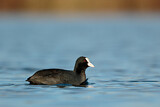 Image. Eurasian Coot