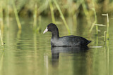 Image. Eurasian Coot