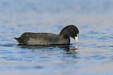 Image. Eurasian Coot