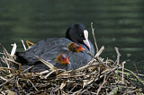 Image. Eurasian Coot