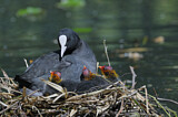Image. Eurasian Coot