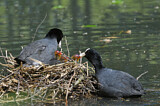 Image. Eurasian Coot