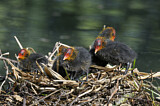 Image. Eurasian Coot