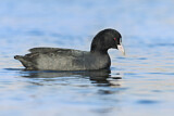 Image. Eurasian Coot