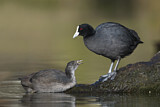 Image. Eurasian Coot
