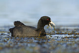 Image. Eurasian Coot