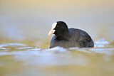 Image. Eurasian Coot