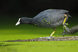 Image. Eurasian Coot