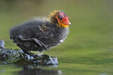 Image. Eurasian Coot