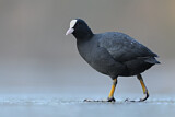 Image. Eurasian Coot