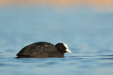 Image. Eurasian Coot