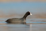 Image. Eurasian Coot