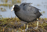 Image. Eurasian Coot