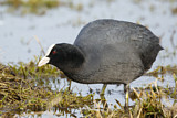Image. Eurasian Coot