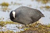 Image. Eurasian Coot