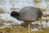 Image. Eurasian Coot