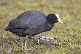 Image. Eurasian Coot