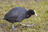 Image. Eurasian Coot