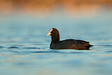 Image. Eurasian Coot