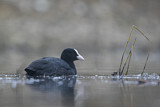 Image. Eurasian Coot