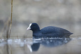 Image. Eurasian Coot