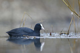 Image. Eurasian Coot